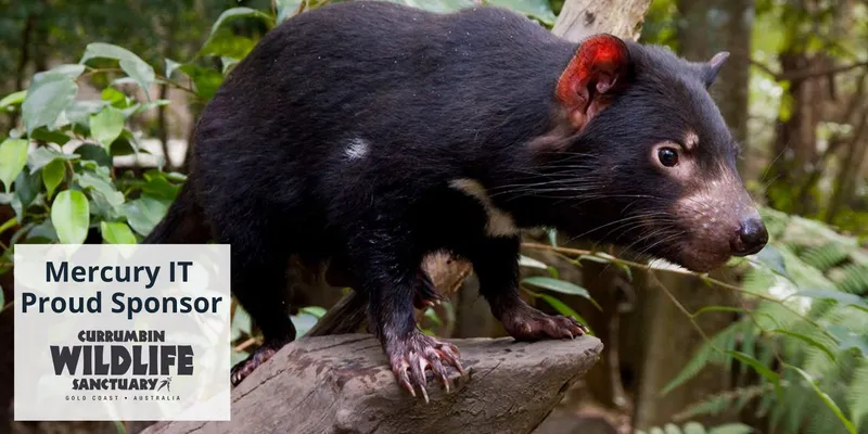 Tassie Devil Sponsor